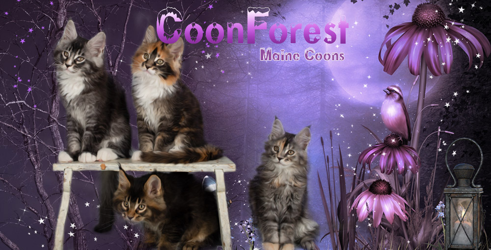 Coonforest