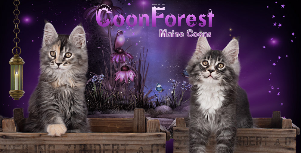 Coonforest