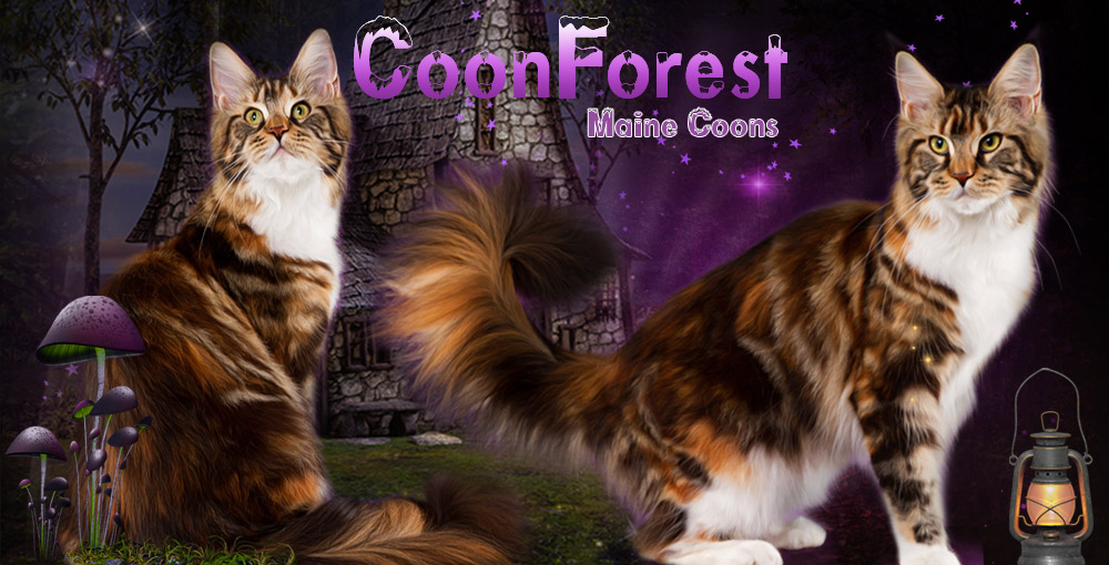 Coonforest